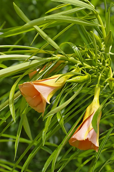 Fleurs Nanthawan Aout 2010-021